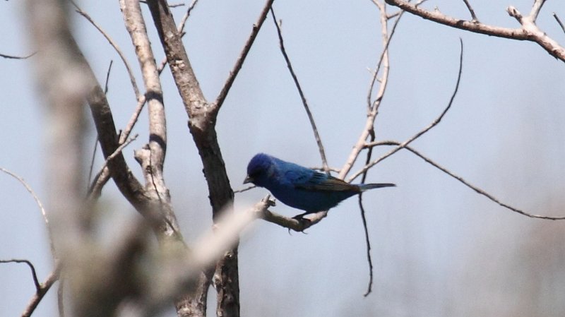 Indigo Bunting High Island_2010_04_24_3886.JPG